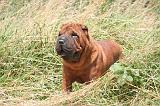 SHAR-PEI 868